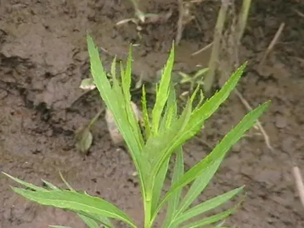 導(dǎo)致小麥種子脫粒機(jī)故障的原因解析